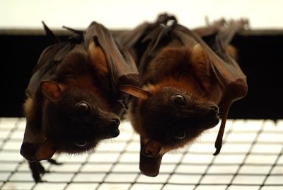 Little Red Flying Foxes 05