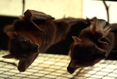 Little Red Flying Foxes 06