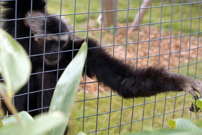 Male Pileated Gibbon