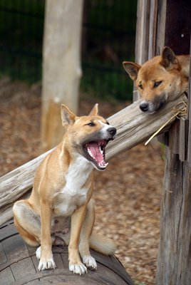 New Guinea Singing Dogs 02