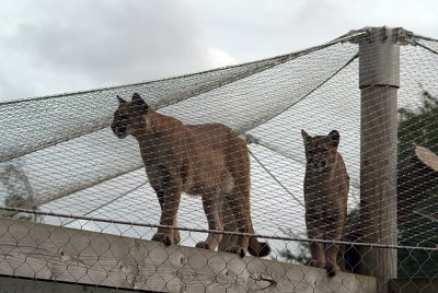 Pumas Standing