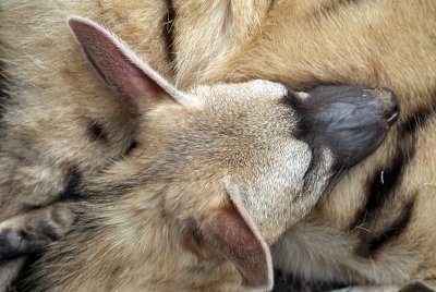 Sleeping Aardwolf 02