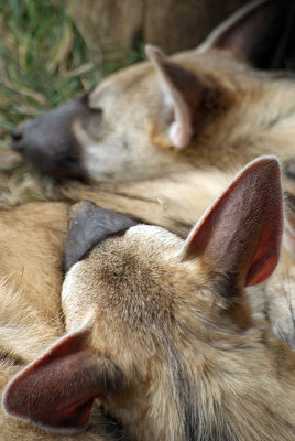 Sleeping Aardwolves