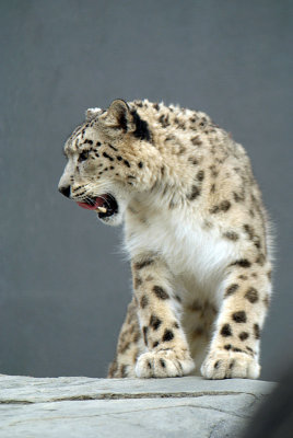 Snow Leopard