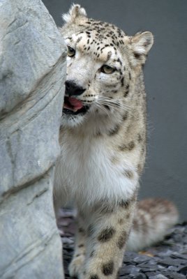 Snow Leopard 04