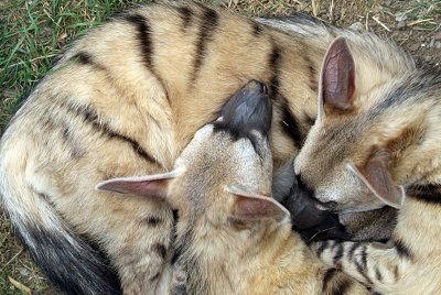 Three Sleeping Aardwolves 02