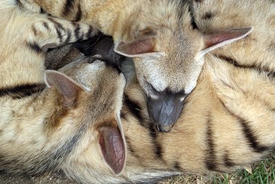 Three Sleeping Aardwolves 03