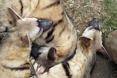 Three Sleeping Aardwolves 04