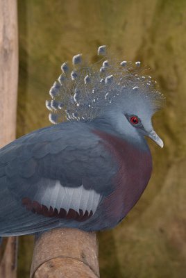 Victoria Crowned Pigeon 03