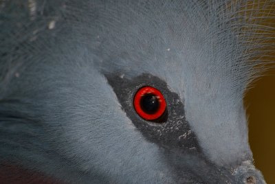 Victoria Crowned Pigeon Close Up