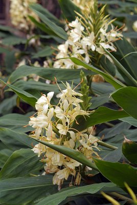 White Tropical Flowers