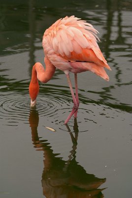 Cuban Flamingo Feeding 03