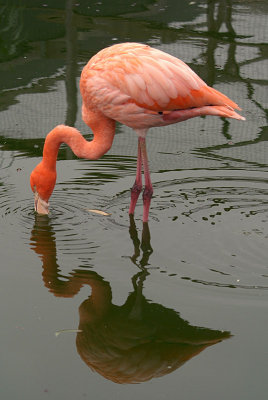 Cuban Flamingo Feeding 04