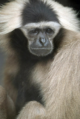 Female Pileated Gibbon 05