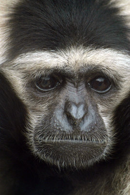 Male Pileated Gibbon 02