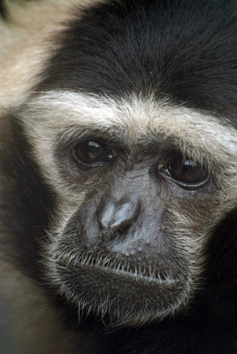 Male Pileated Gibbon 03