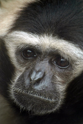Male Pileated Gibbon 04