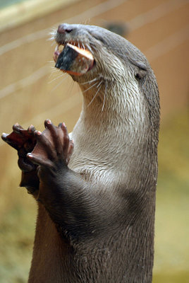 Smooth Coated Otter Eating Fish