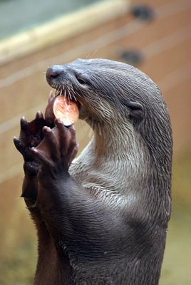 Smooth Coated Otter Eating Fish 02