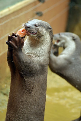 Smooth Coated Otter Eating Fish 04