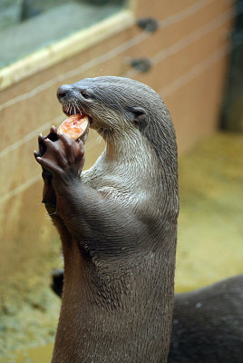 Smooth Coated Otter Eating Fish 05