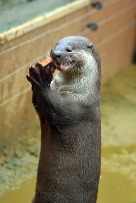 Smooth Coated Otter Eating Fish 06