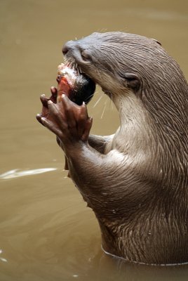 Smooth Coated Otter Eating Fish 08