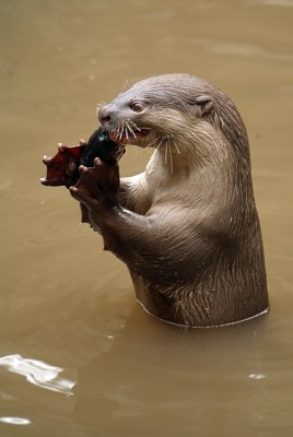 Smooth Coated Otter Eating Fish 09