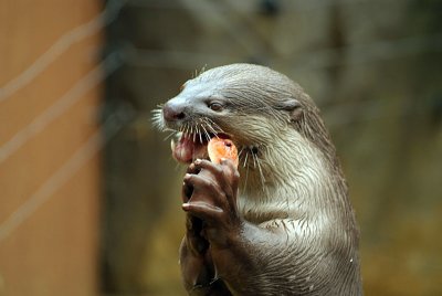 Smooth Coated Otter Eating Fish 10