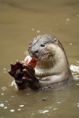 Smooth Coated Otter Eating Fish 11