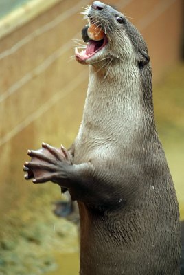 Smooth Coated Otter Eating Fish 12