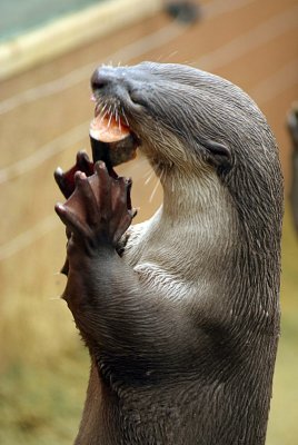 Smooth Coated Otter Eating Fish 14