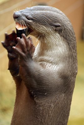 Smooth Coated Otter Eating Fish 15