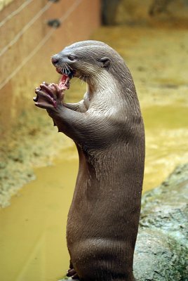 Smooth Coated Otter Eating Fish 16