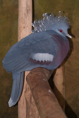 Victoria Crowned Pigeon 05