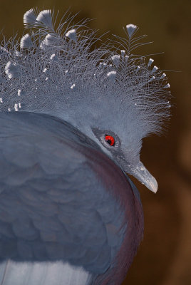 Victoria Crowned Pigeon Close Up 02
