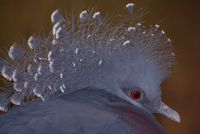 Victoria Crowned Pigeon Close Up 03
