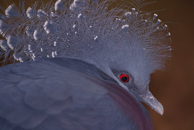 Victoria Crowned Pigeon Close Up 04