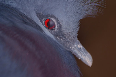 Victoria Crowned Pigeon Close Up Showing Nictitating Membrane