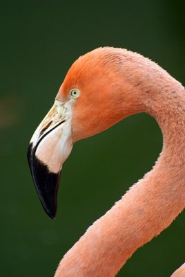 Cuban Flamingo 22