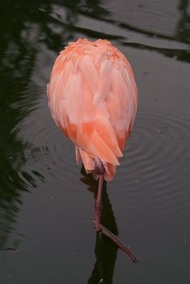 Cuban Flamingo 23