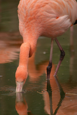 Cuban Flamingo Feeding 05