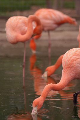 Cuban Flamingo Feeding 06