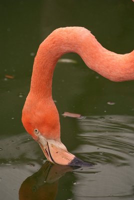 Cuban Flamingo Feeding 07