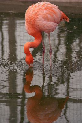 Cuban Flamingo Feeding 08