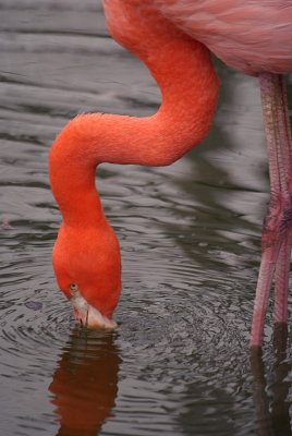 Cuban Flamingo Feeding 09