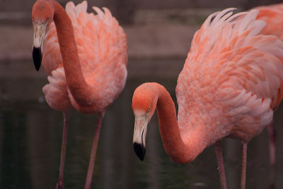 Cuban Flamingos 03