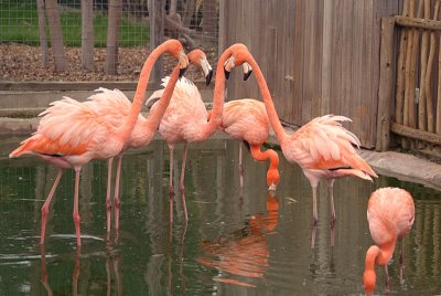 Cuban Flamingos Squaring up
