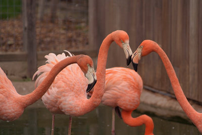 Cuban Flamingos Squaring up 02