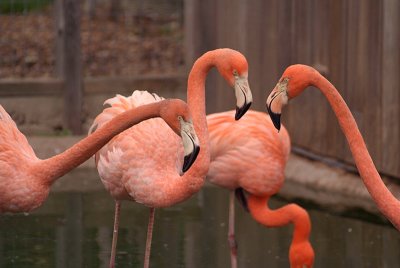 Cuban Flamingos Squaring up 03